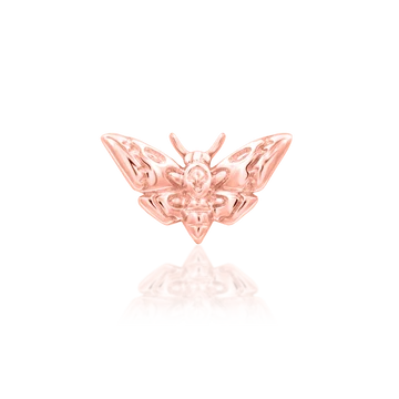 Deaths-head Moth