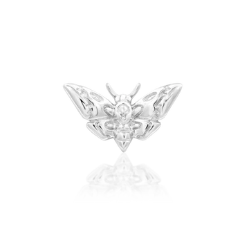 Deaths-head Moth